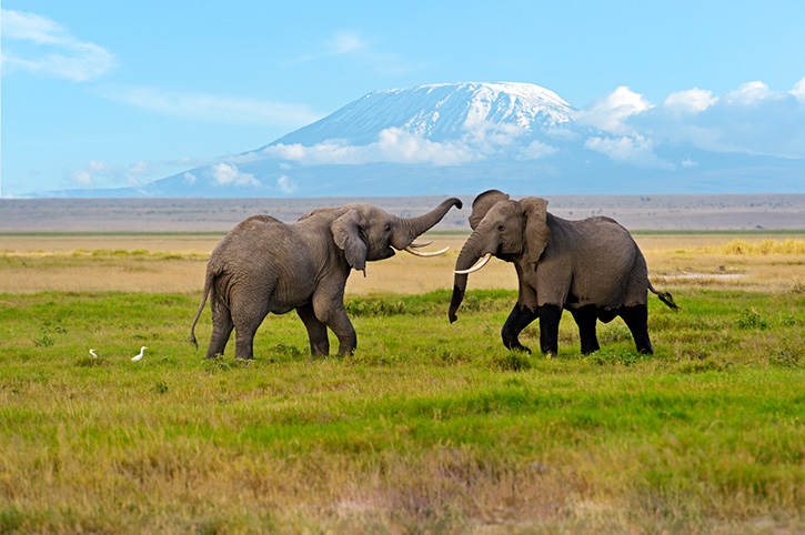 elephant on mount kilimanjaro on background