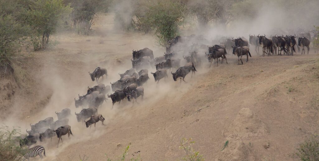Great Migration wildebeest herd Tanzania