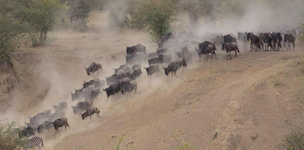 Great Migration wildebeest herd Tanzania