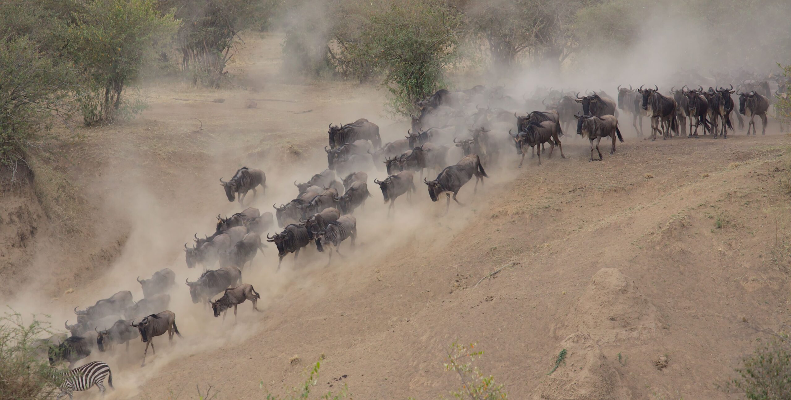 Great Migration wildebeest herd Tanzania
