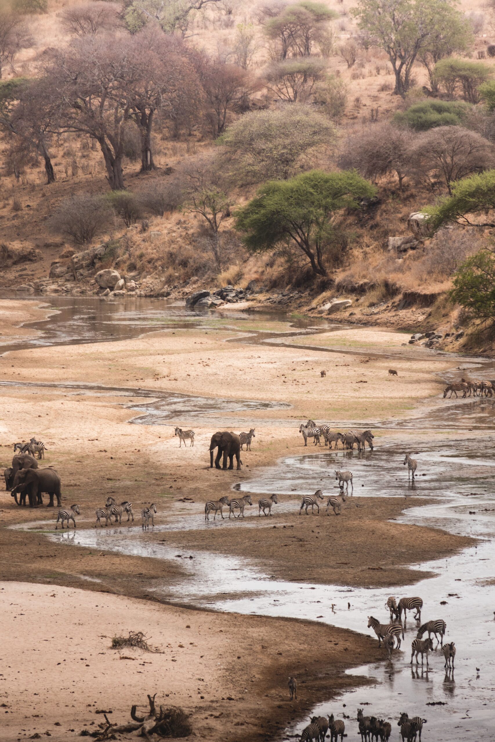 Elephants at river in southern Tanzania wilderness safari