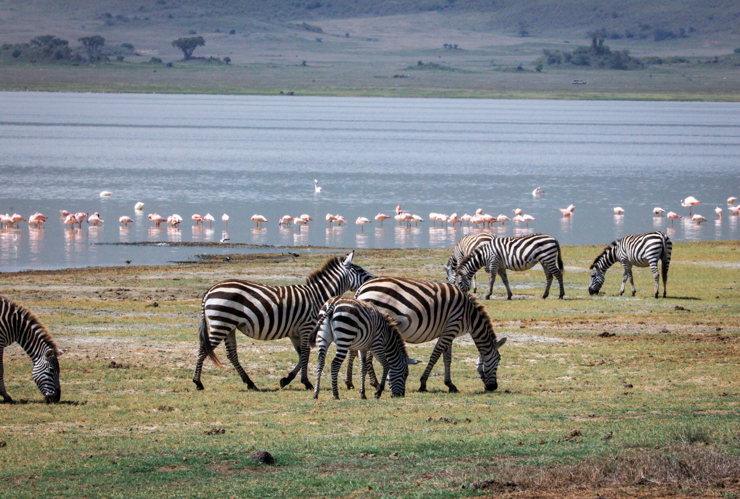 Zebras and flamingos at Lake Manyara, Tanzania