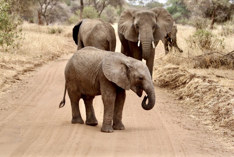 Elephants in Tarangire National Park, Tanzania