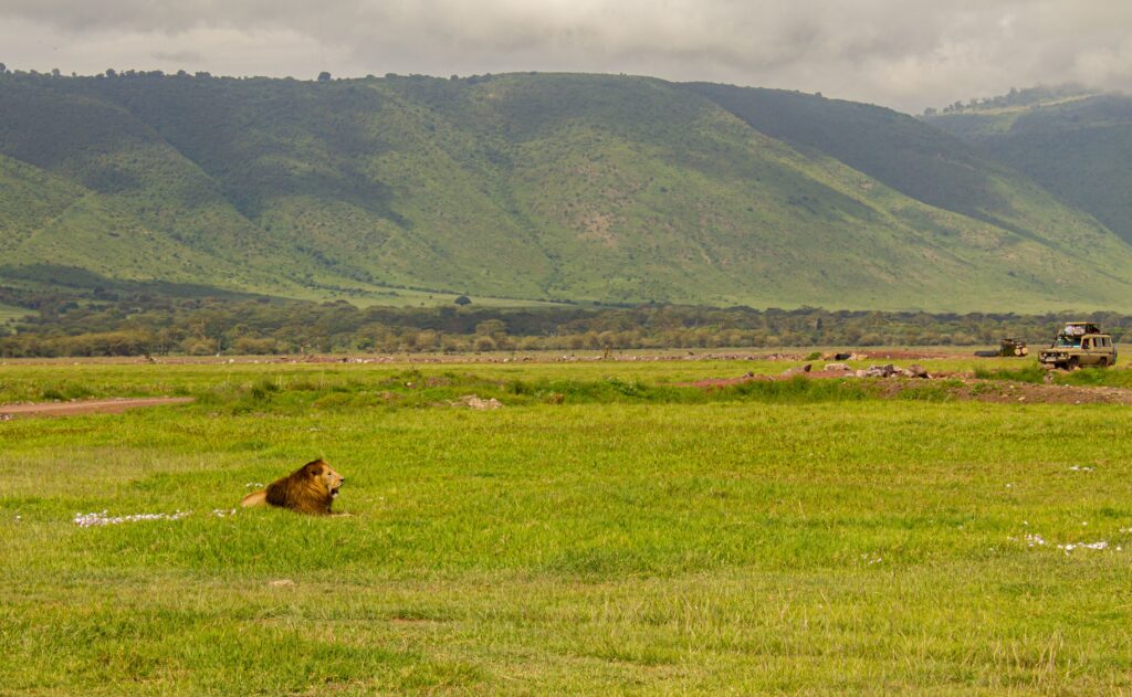 Lion resting in Ngorongoro Crater, Tanzania safari