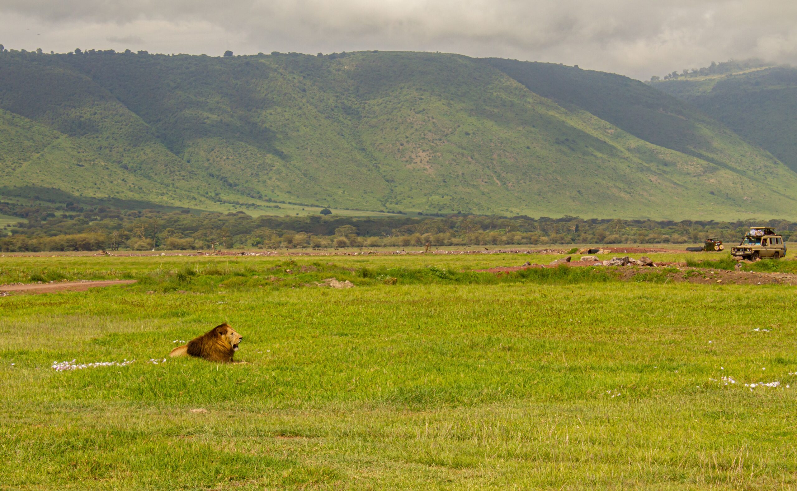 Lion resting in Ngorongoro Crater, Tanzania safari